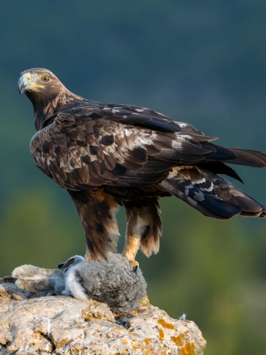 AGUILA-RETRATO